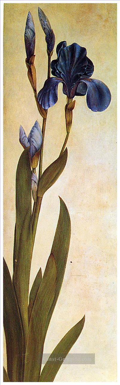 Iris Troiana Albrecht Dürer Klassische blumen Ölgemälde